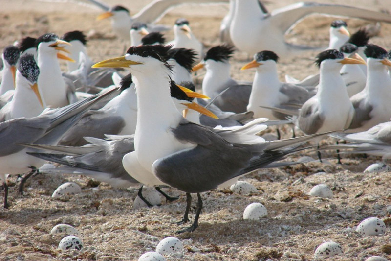 زیستگاه ساحلی حیات مُند برای پرندگان دریایی در بندر دیر