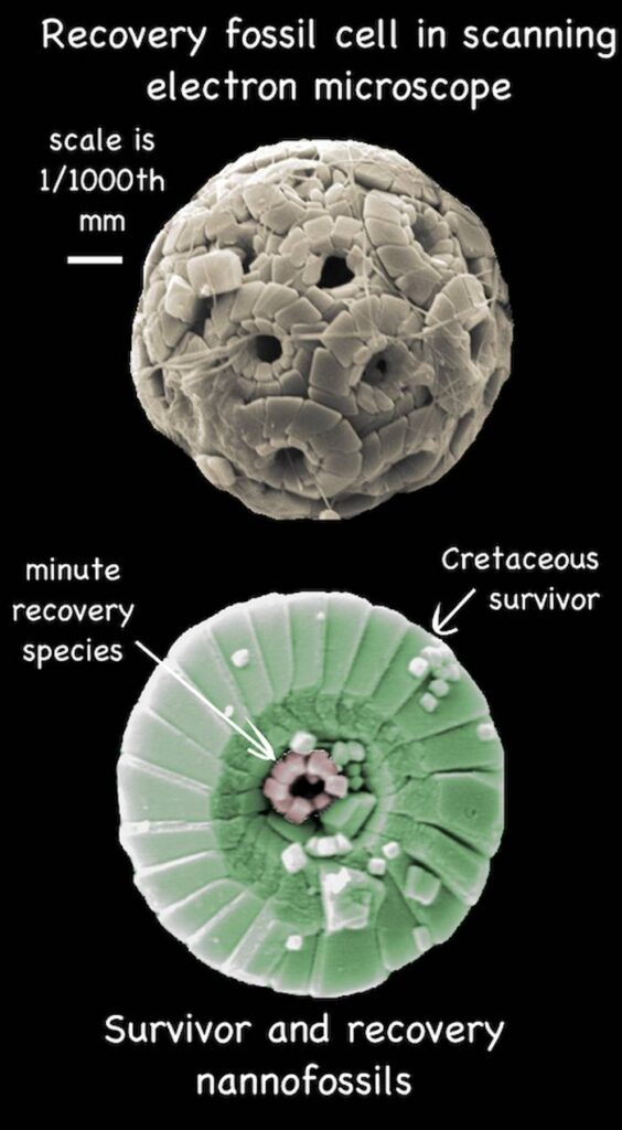 پوسته‌های کلسیتی میکروپلانکتون‌ها دریایی