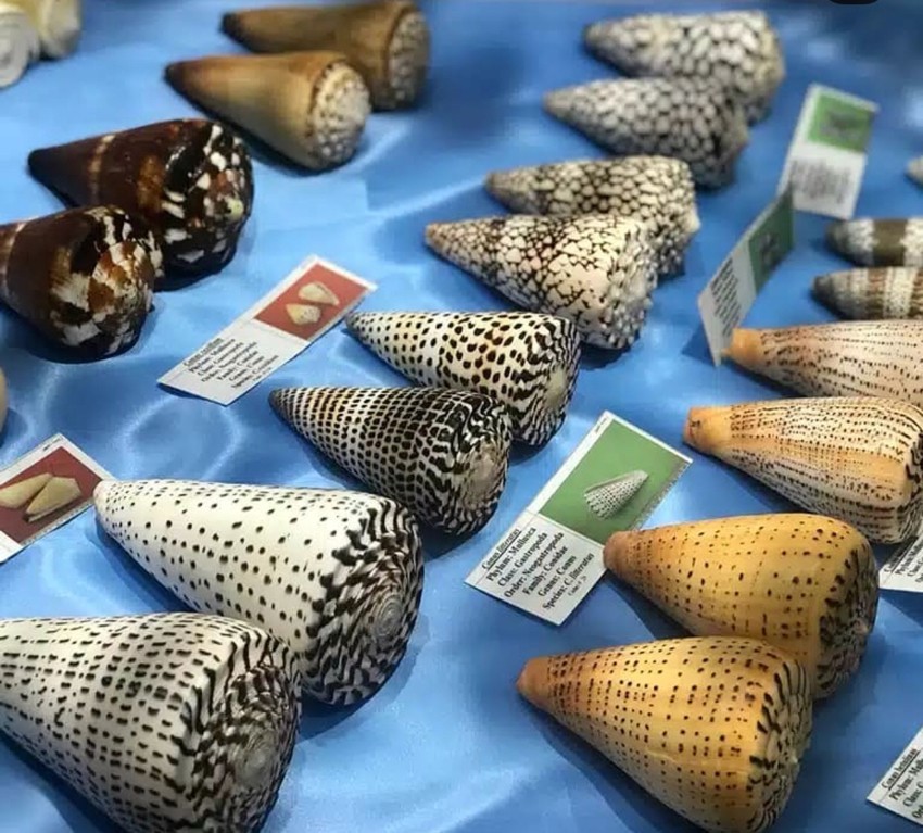 موزه صدف ناژوان نمایش نادرترین گونه های دریایی