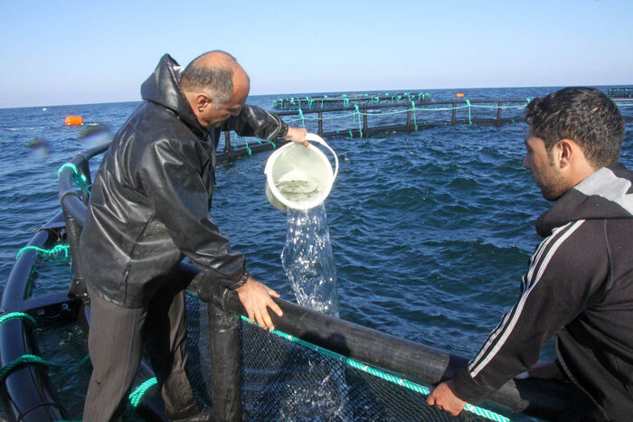 پرورش ماهی درقفس طرحی برای تنفس دریا