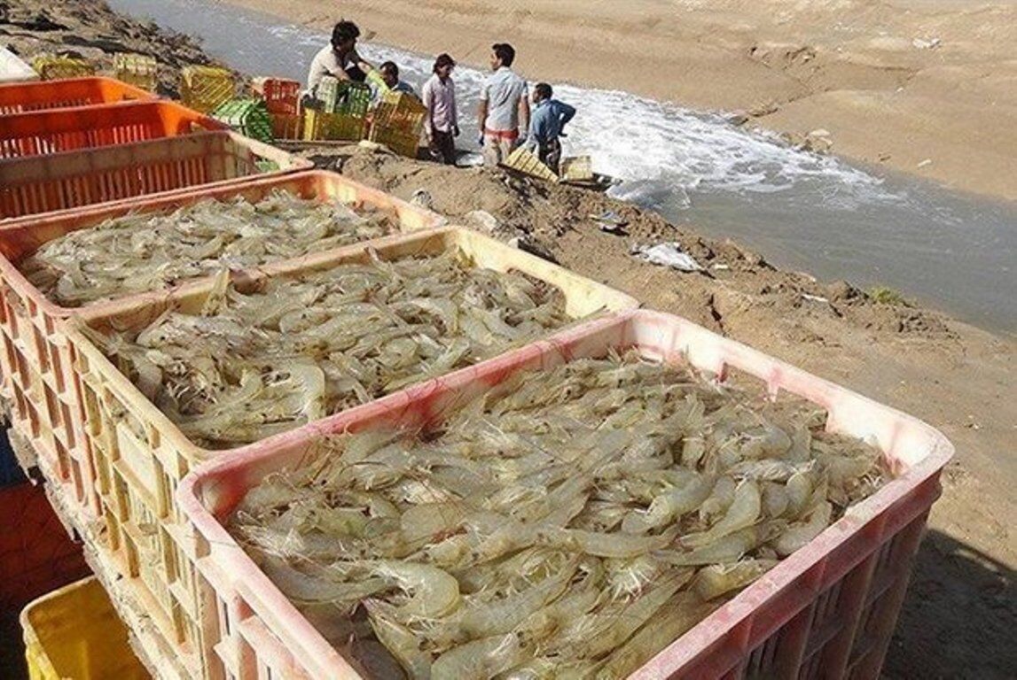 صید میگو در آب‌های خلیج‌فارس محدوده استان بوشهر پایان یافت
