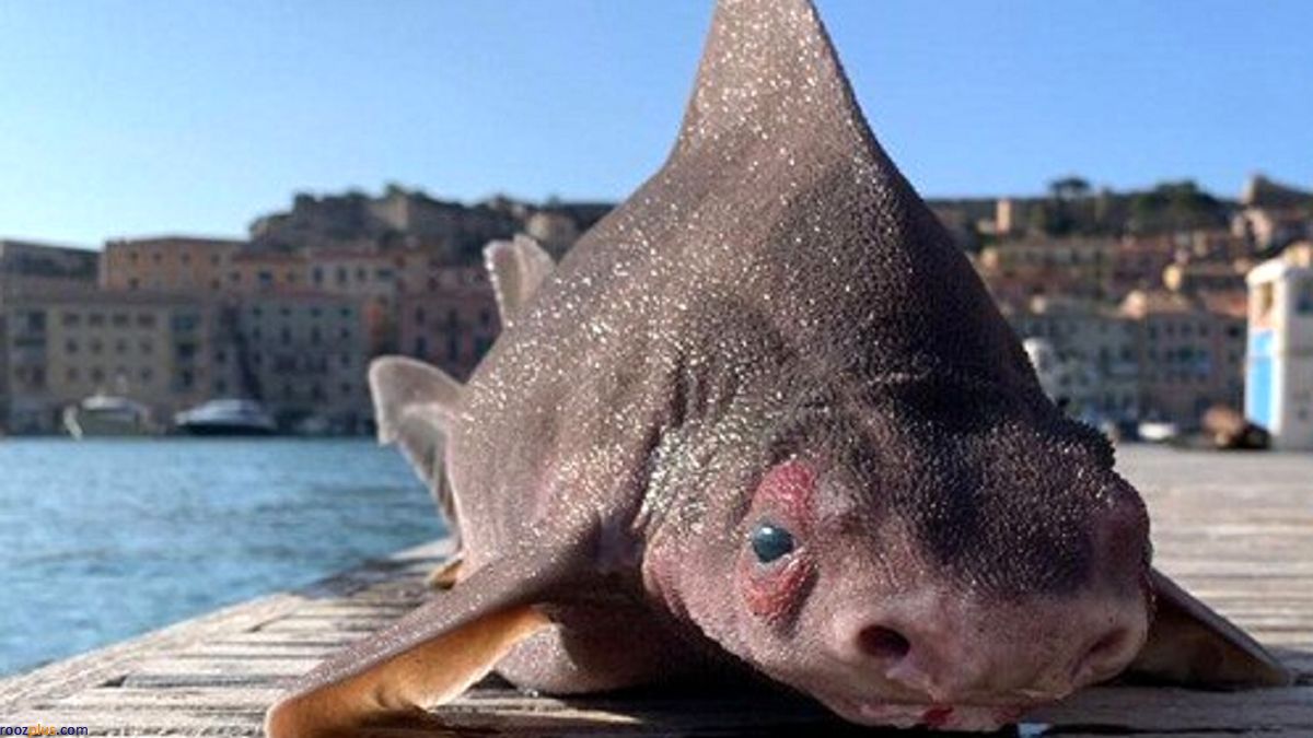 صید یک ماهی عجیب و غریب تعجب همه را برانگیخت(+عکس)