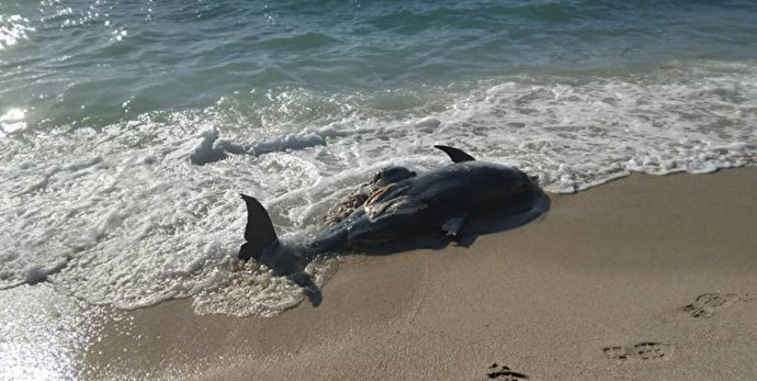 مرگ دلفین در سواحل خلیج‌فارس(+ فیلم)