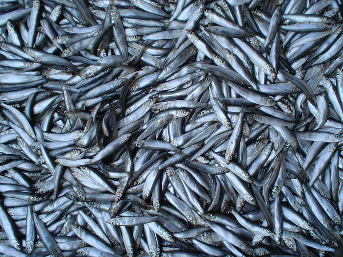 تثبت ذخایر کیلکا ماهیان دریای خزر/ صید ۲۰ هزار و ۵۳ تُن کیلکای دریای خزر