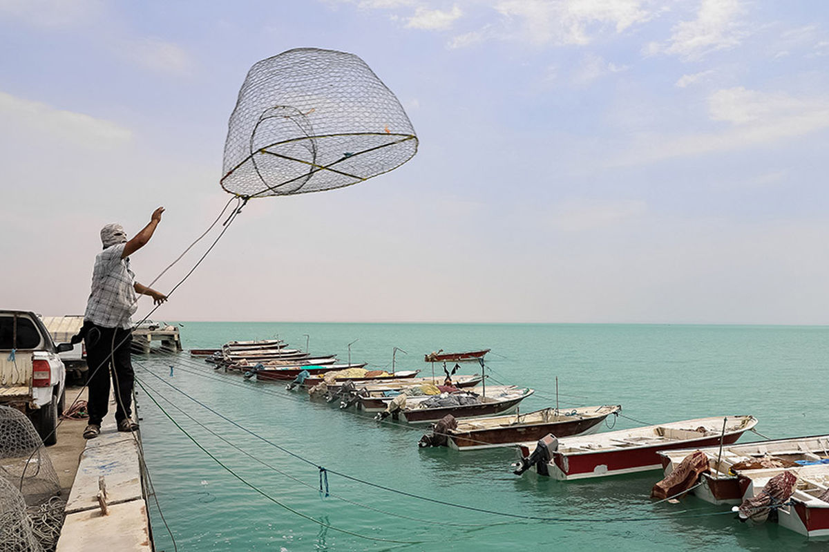 فصل صید میگو در آب‌های خلیج فارس محدوده استان بوشهر پایان یافت