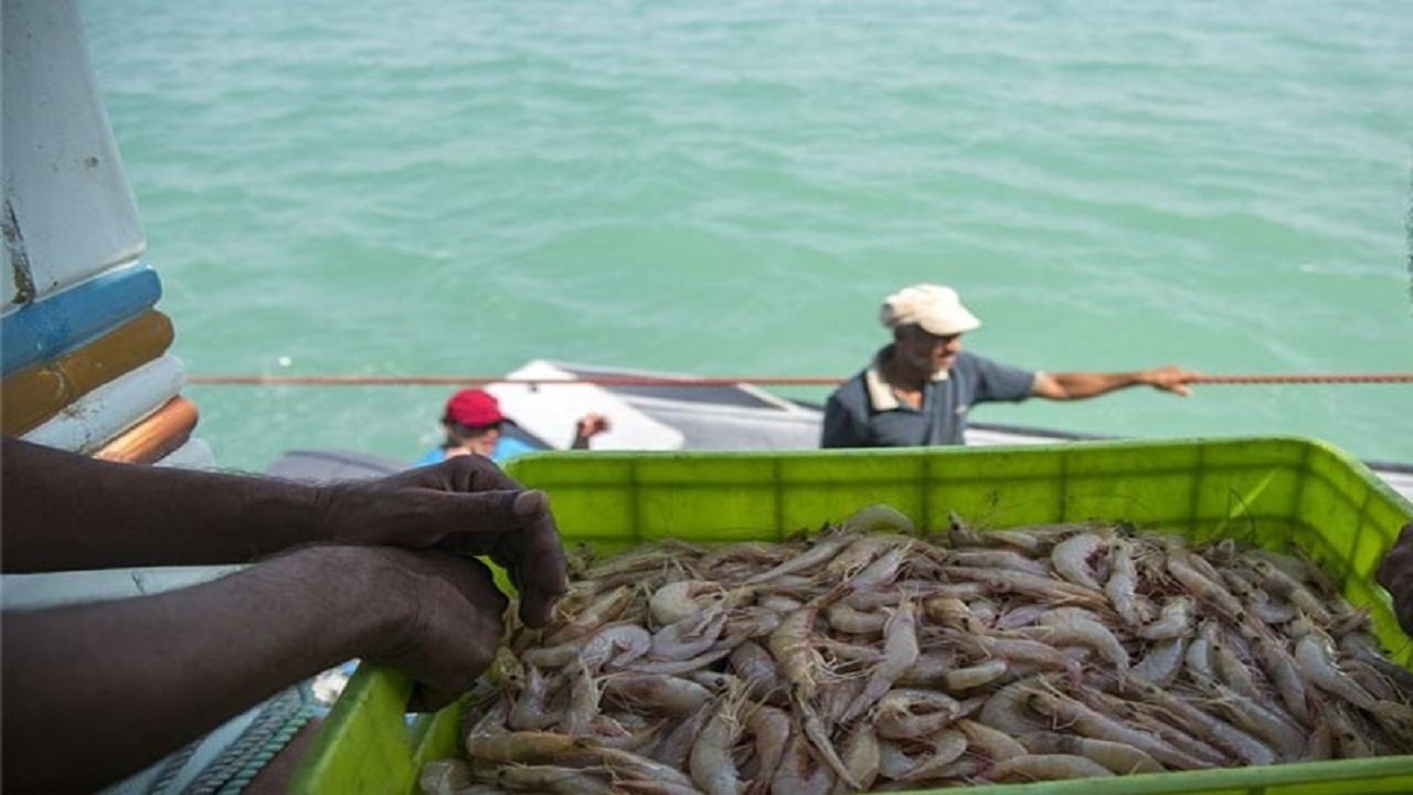 ممنوعیت صید میگو از ۳۰ شهریور در آبهای استان بوشهر