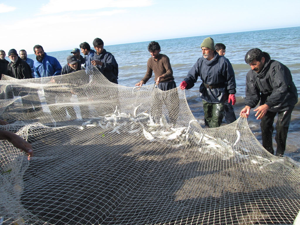 کاهش ۳۰ درصدی صید ماهیان استخوانی دریای خزر