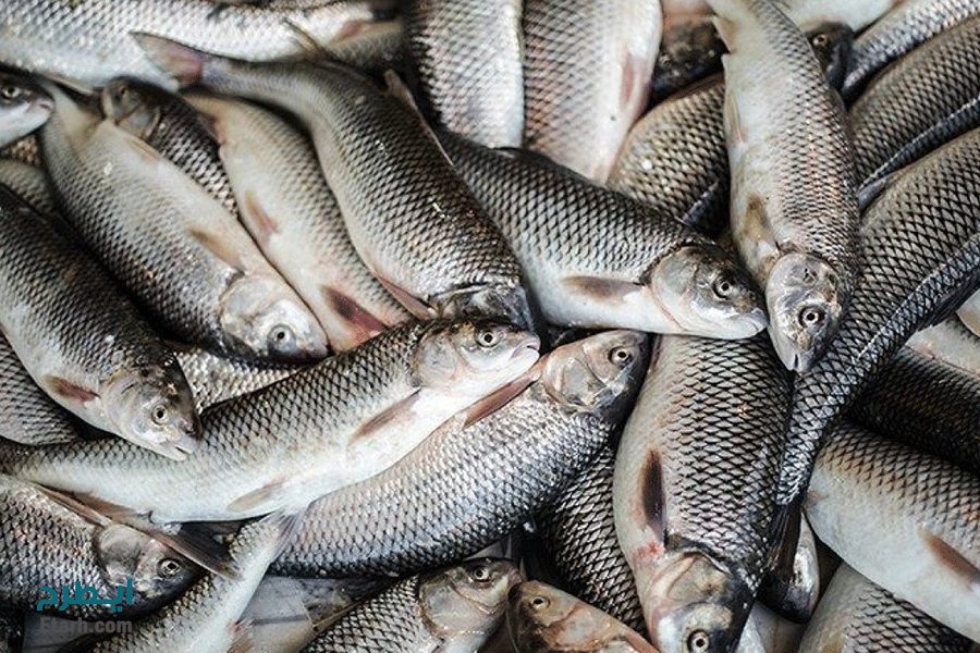 افزایش ۳۰ درصدی صید ماهیان استخوانی دریای خزر