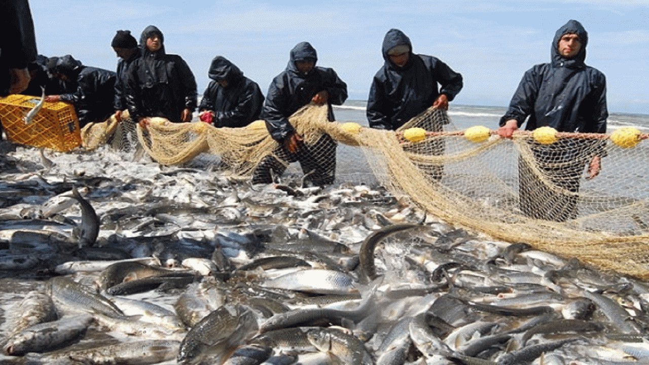 افزایش ۲۰ درصدی صید ماهیان استخوانی دریای خزر