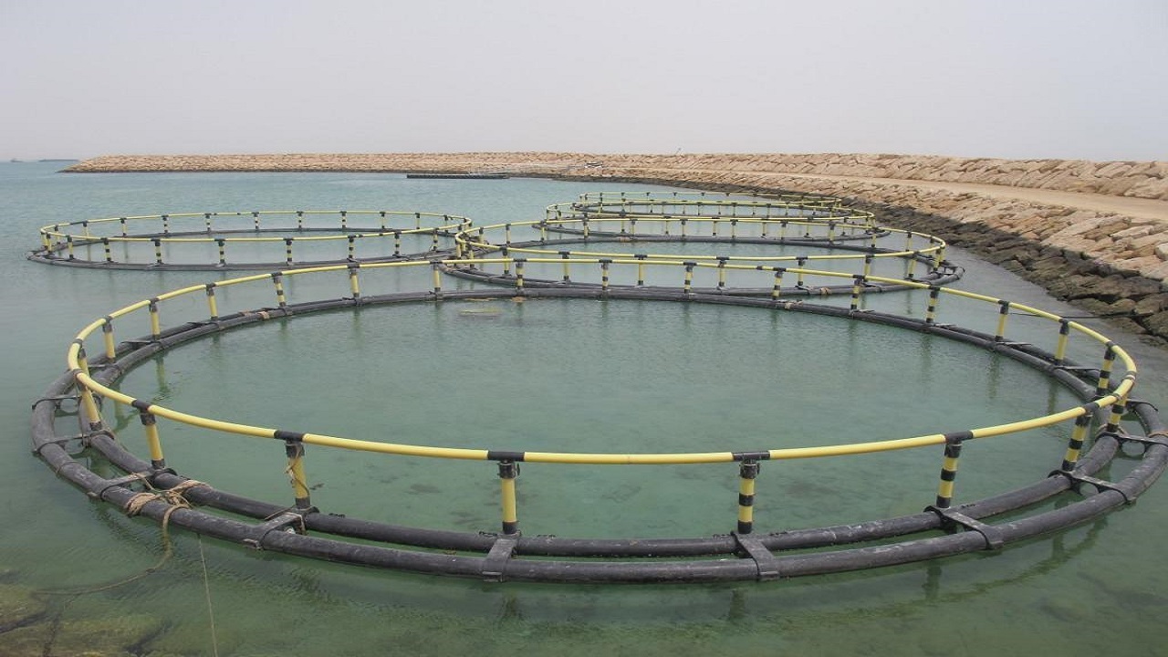 ساخت ۵ زیستگاه مصنوعی آبزیان در نوار ساحلی استان بوشهر