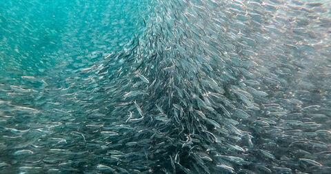 کاهش ۸ درصدی صید ماهی کیلکا