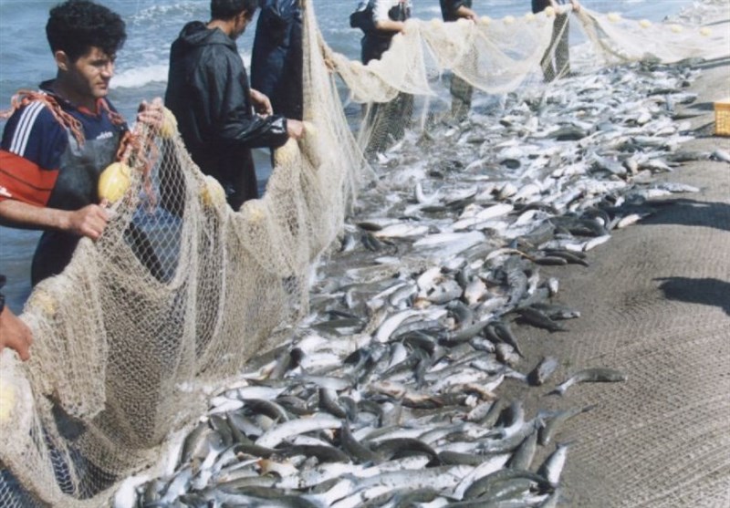 صید ماهیان استخوانی با رشد ۵۴ درصدی از مرز ۲ هزار تن گذشت