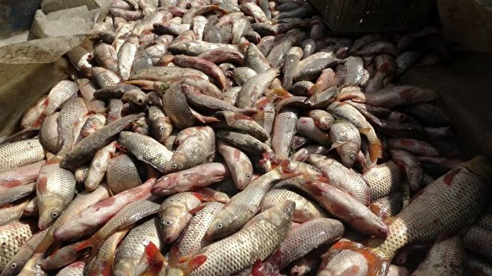 صید بیش از ۱۲۰۰ تن انواع ماهیان استخوانی از آب‌های گلستان