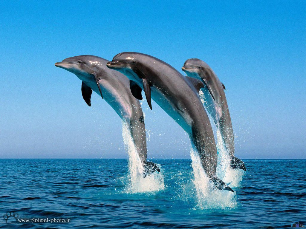 فریاد دلفین‌ها به دلیل آلودگی صوتی در دریاها