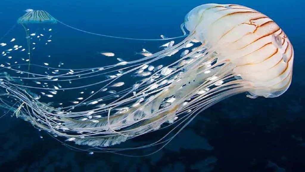 ۵۵۰ مورد گزیدگی عروس دریایی در ساحل چابهار