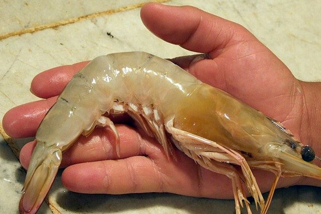 خطر انقراض شاه میگو و ماهی ماش در آذربایجان غربی