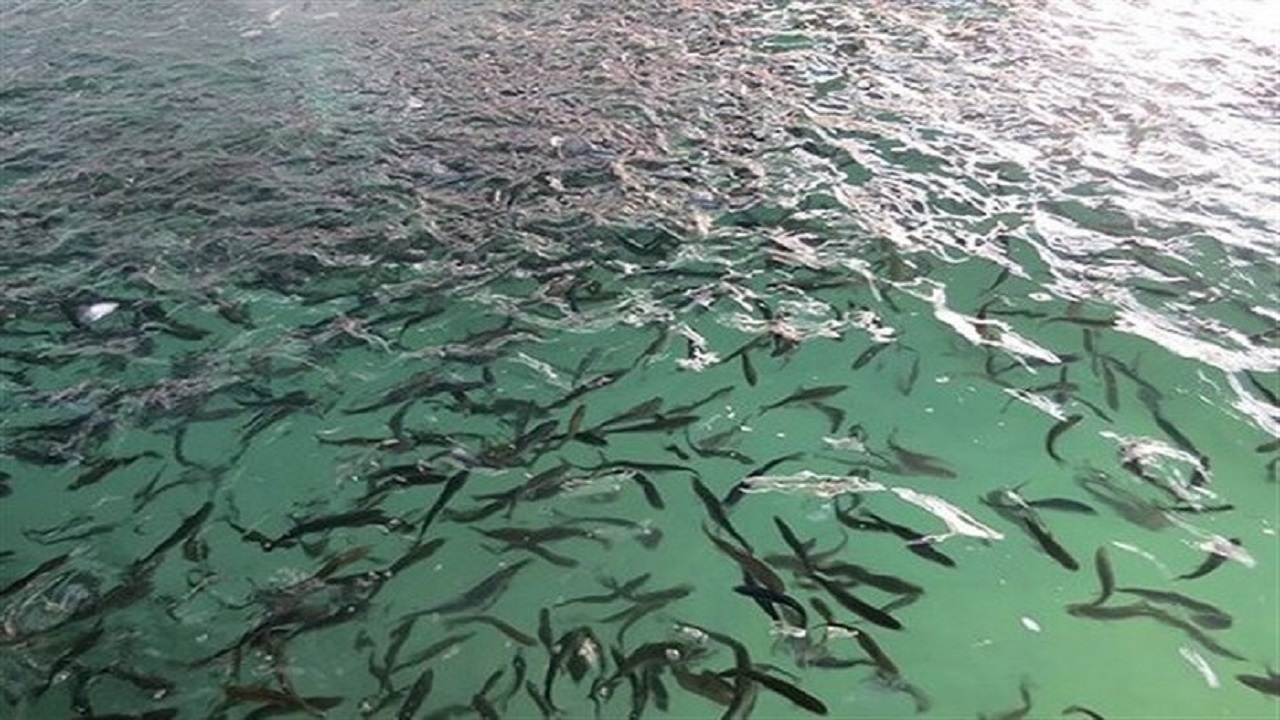 رهاسازی بیش از ۲ میلیون بچه ماهی در تالاب‌های بین‌المللی شادگان و هورالعظیم