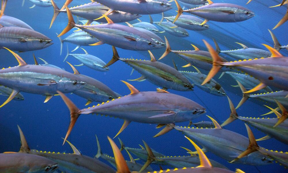 تأثیر منفی اکتشاف معادن دریایی بر زیست ماهی تُن
