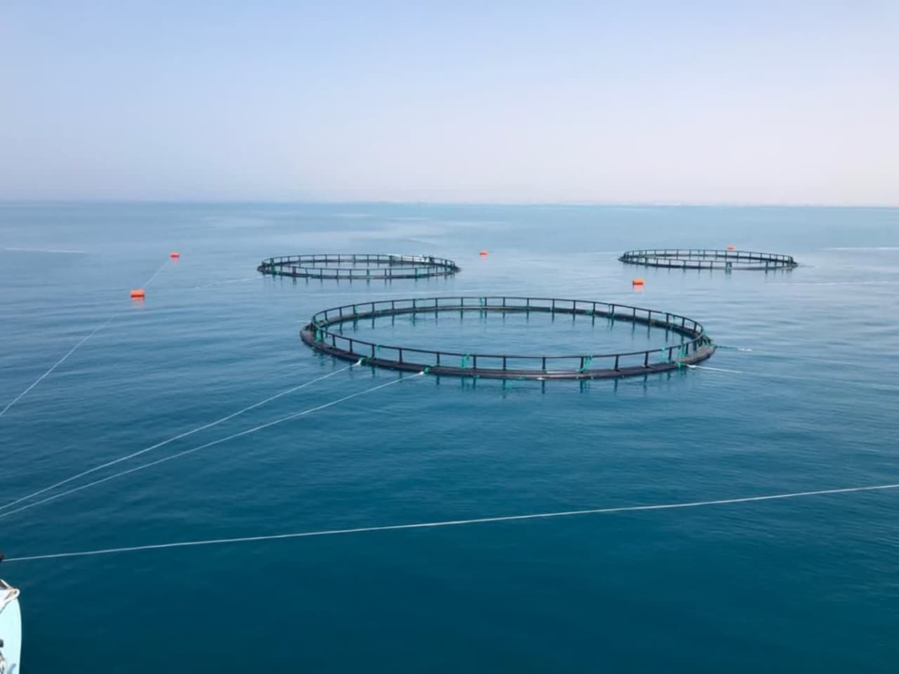 افتتاح ۶ طرح پرورش ماهی در قفس در استان بوشهر