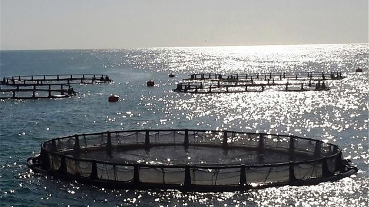 ظرفیت تولید ماهی پرورشی سازمان اوقاف بوشهر به ۳۰۰۰ تن رسید