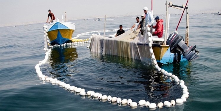 ممنوعیت ۲ ماهه صید ماهی شیر در صیدگاه‌های استان بوشهر