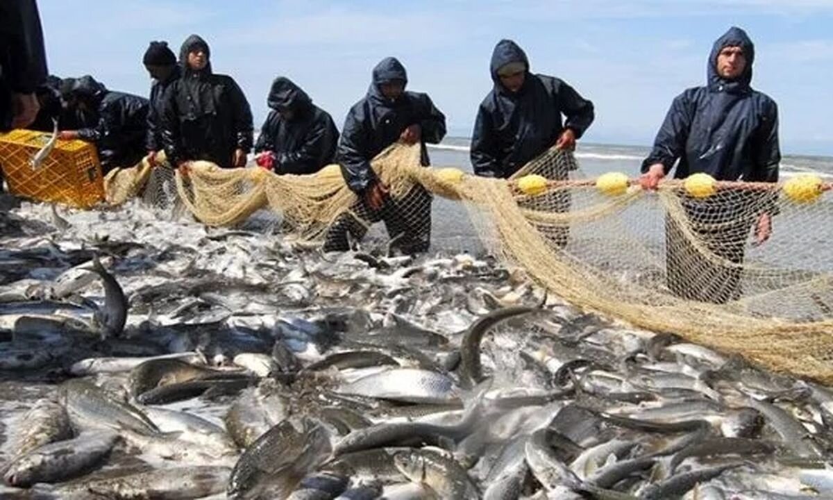 صید ماهیان استخوانی دریای خزر به ۹۳۶ تُن رسید
