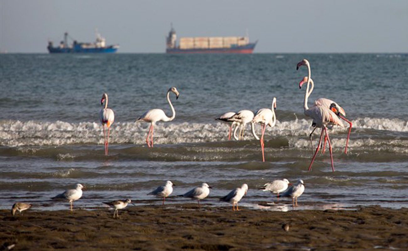 کوچ پرندگان مهاجر آبزی و کنار آبزی به سواحل خلیج‌فارس