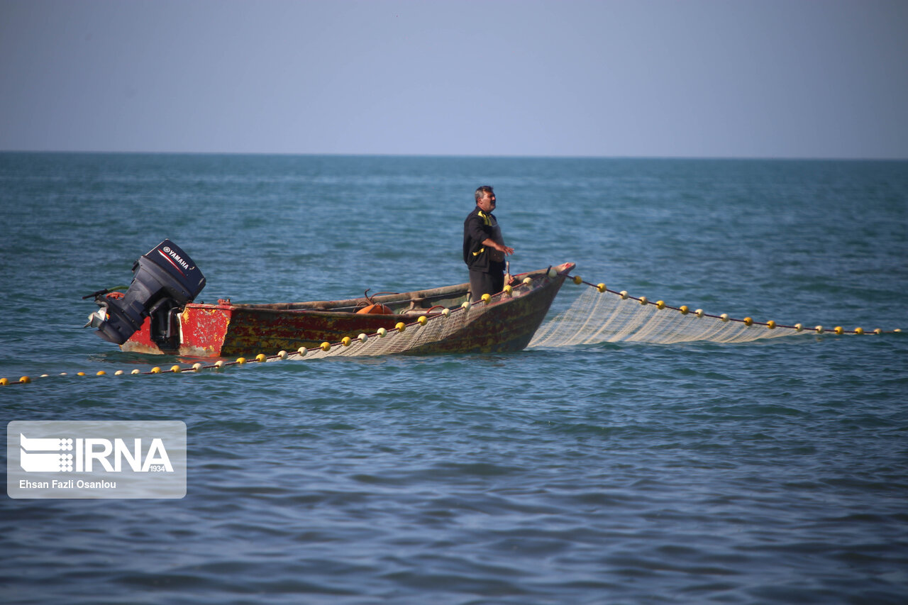 صید بیش از ۲۰ هزار تن ماهی کیلکا در سال ۹۹