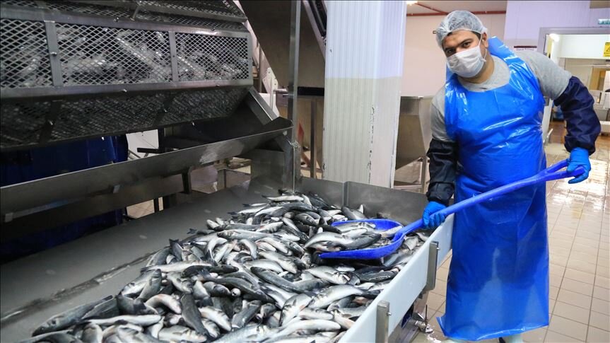 ارز آوری یک میلیون دلاری از صادرات 300 تن انواع ماهی آذربایجان غربی