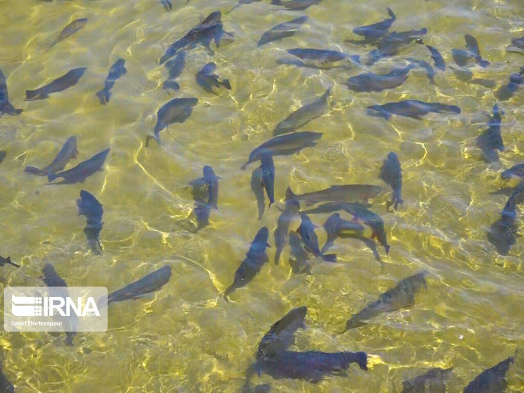 افزون بر 60 تن ماهی در ایرانشهر برداشت شد | ایرنا- رییس اداره