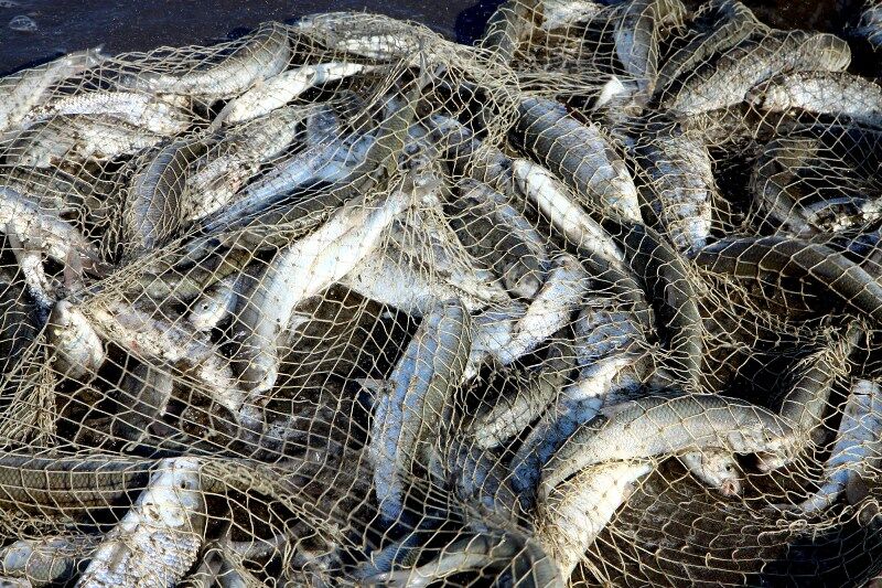 افزون بر ۱۶۰ تن ماهیان استخوانی توسط صیادان بندرکیاشهر صید شد