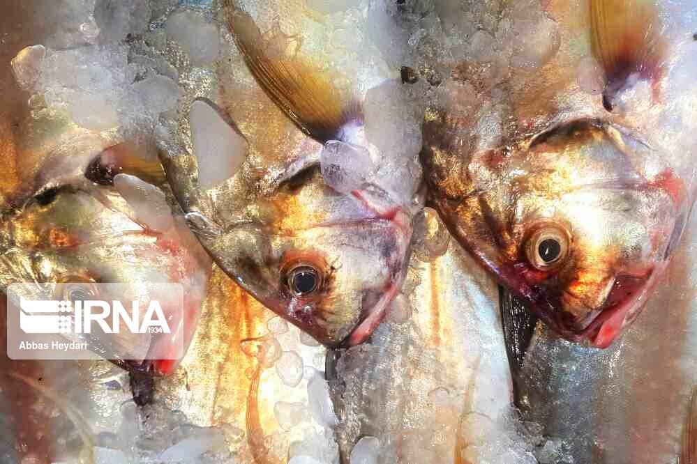 ایرنا – بازار ماهی فروشان بوشهر