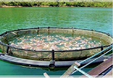 مجوز پرورش ماهی در قفس با ظرفیت ۱۰۰ تن در بروجرد صادر شده است