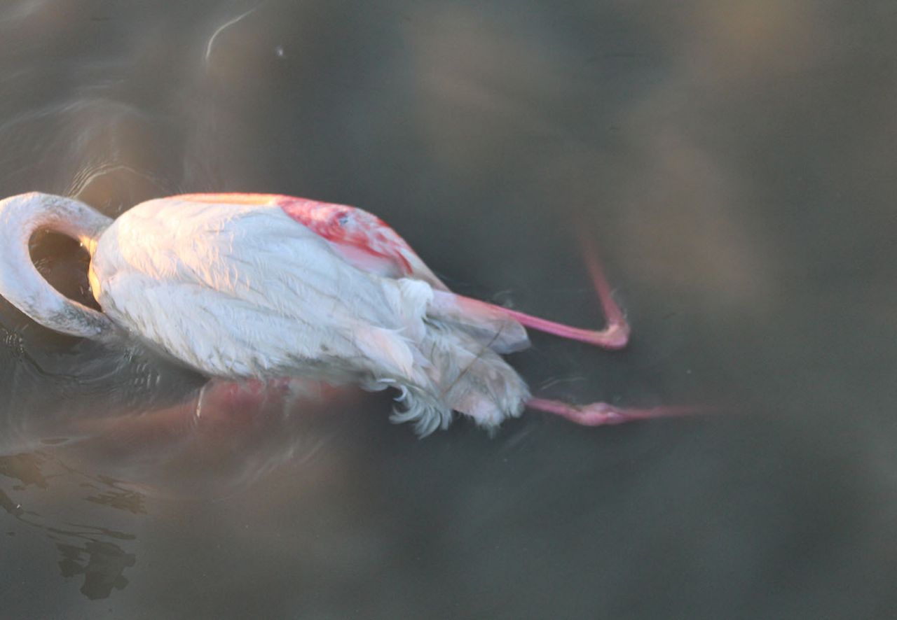 تولید سم ناشی از کاهش حجم آب میانکاله؛ دلیل اصلی مرگ پرندگان