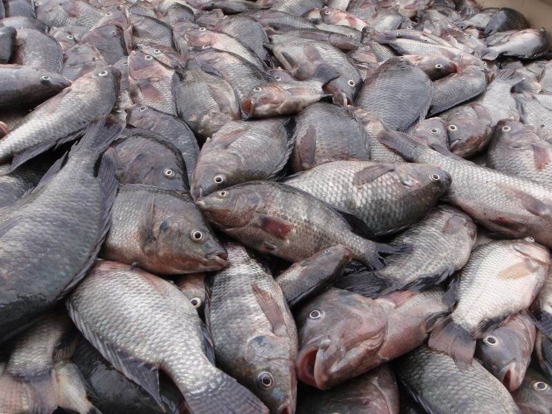 امضای تفاهم‌نامه ایجاد زنجیره‌های ارزش ماهی تیلاپیا در یزد