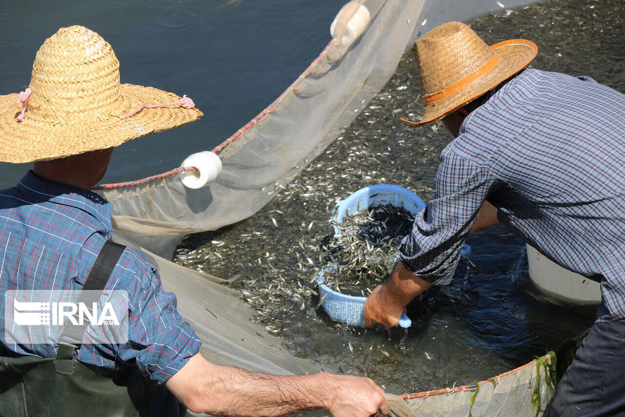 رهاسازی ۸۰ میلیون قطعه ماهی در رودخانه های مازندران