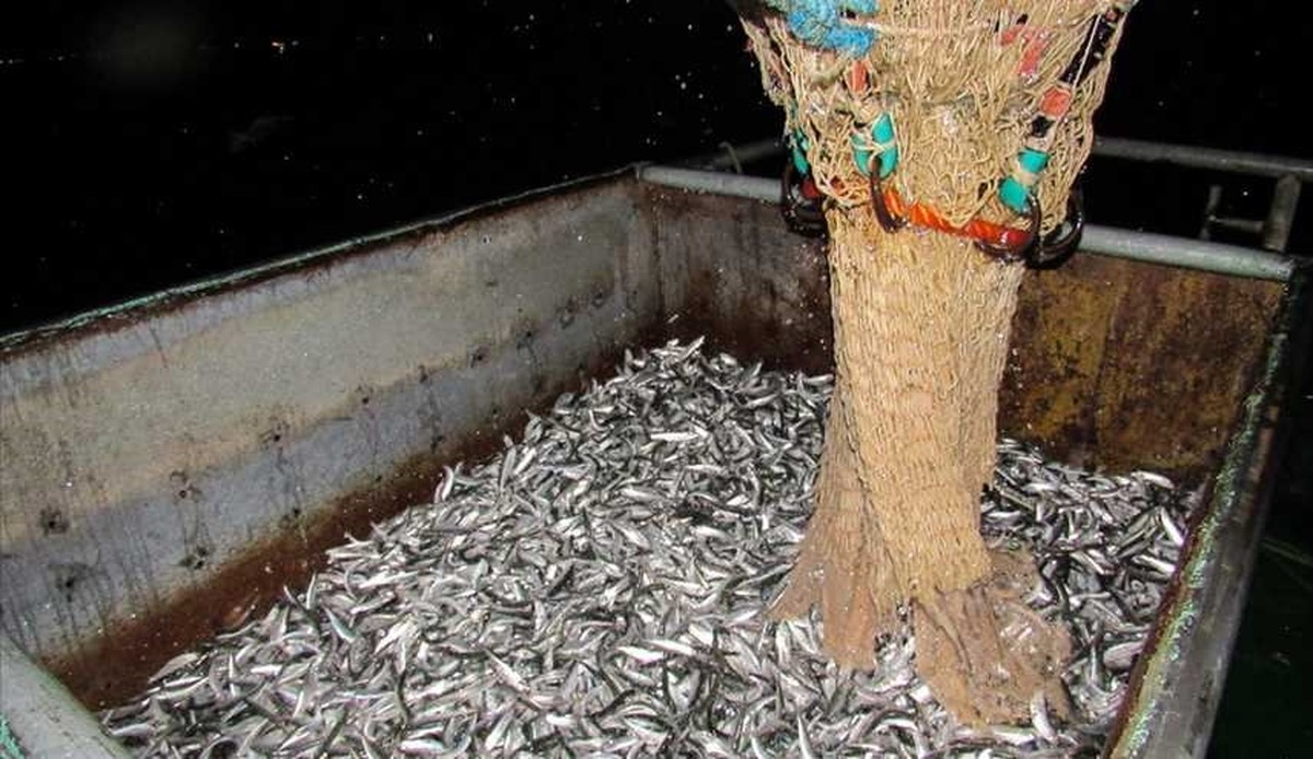 صید بیش از ۵ هزار تن کیلکا از دریای خزر
