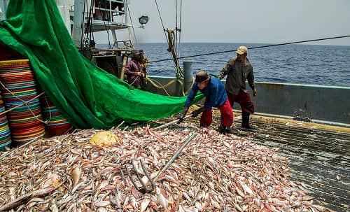 صید ماهی امسال 14 درصد افزایش یافت | معاون صید و بنادر ماهیگری