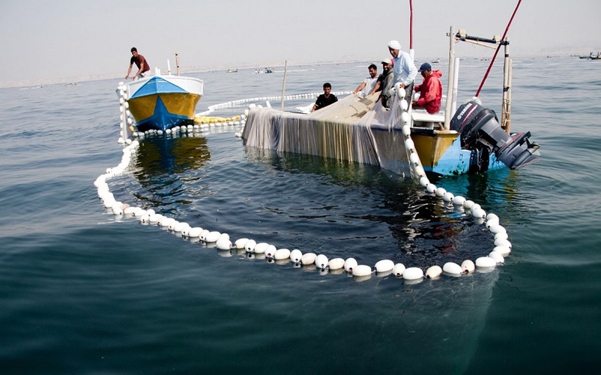 صید ۳۰ هزار تن ماهیان صنعتی در آب‌های دور