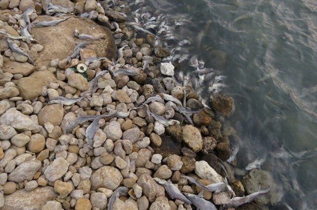 نشت مواد نفتی باعث تلف شدن ماهی‌ها در ساحل عسلویه شد
