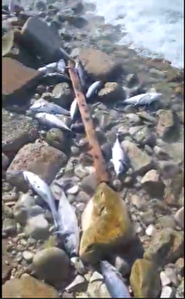 نشت مواد نفتی علت تلف شدن ماهیان در ساحل عسلویه | سرپرست