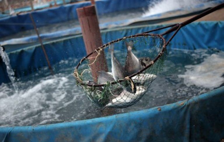 پرورش ماهی منطقه رودشور، پروژه‌ای اشتغال‌زا برای روستاییان گناوه