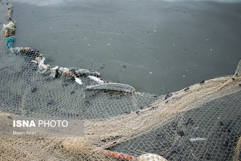 ۸۰۱ تن ماهی استخوانی در گیلان صید شد/ پیش بینی افزایش صید طی روزهای آتی