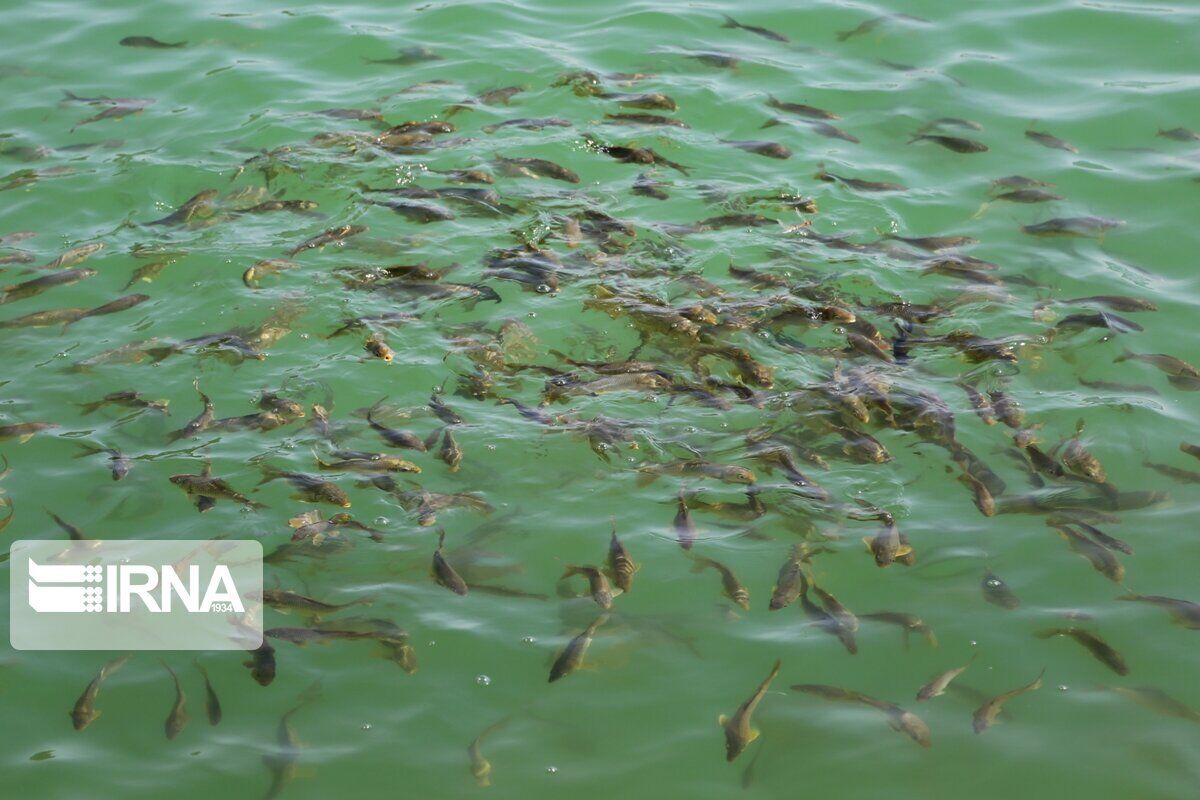 تکثیر ۳۴ میلیون بچه ماهی گرمابی در گنبدکاووس آغاز شد