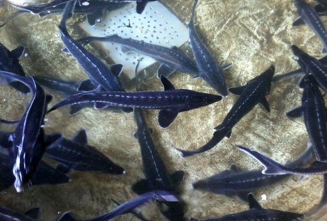 رهاسازی ۴ هزار قطعه بچه ماهی خاویاری به دام افتاده در تور صیادان