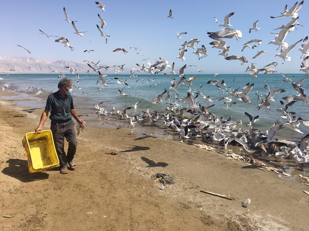 ماهی فروش دیری غذای پرندگان مهاجر دریایی را تامین می‌کند