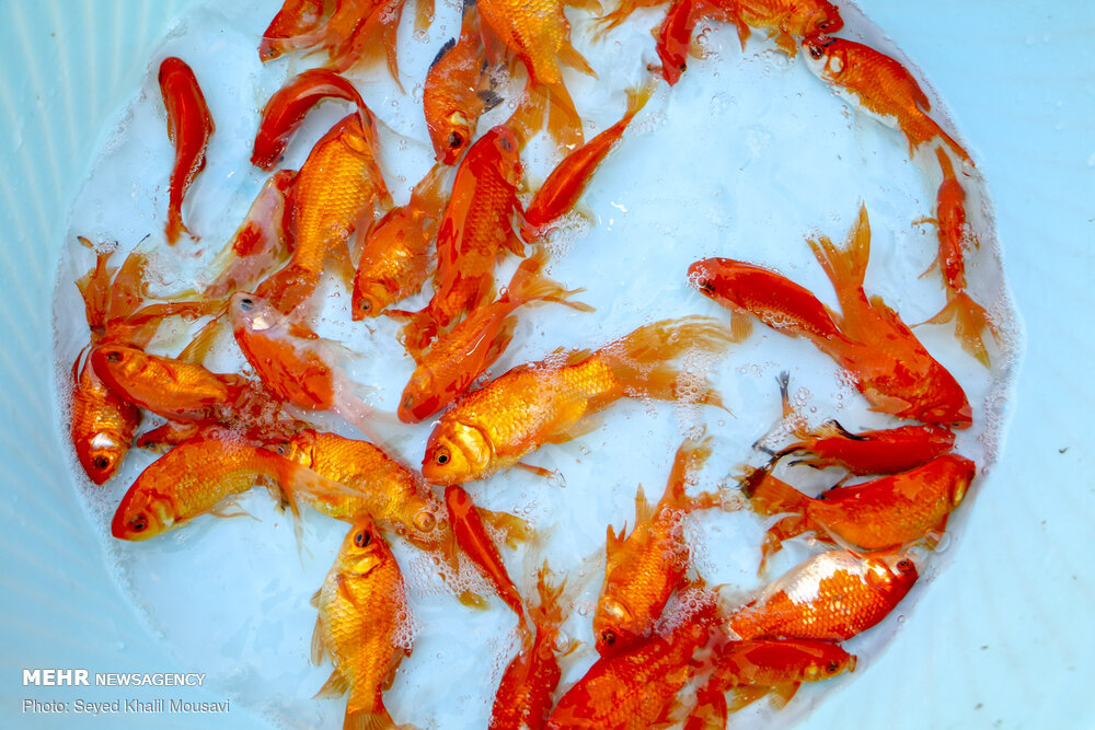 ۲۰ میلیون ماهی قرمز در اصفهان تولید می‌شود