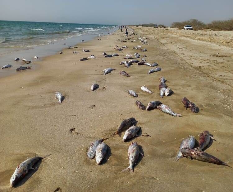 تخمین بیش از ۱۰تن لاشه تلف شده گربه ماهی در ساحل جاسک