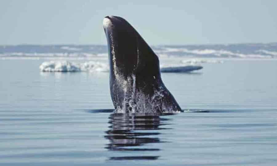 تغییر زندگی نهنگ‌ها همزمان با ذوب شدن یخ های قطب شمال