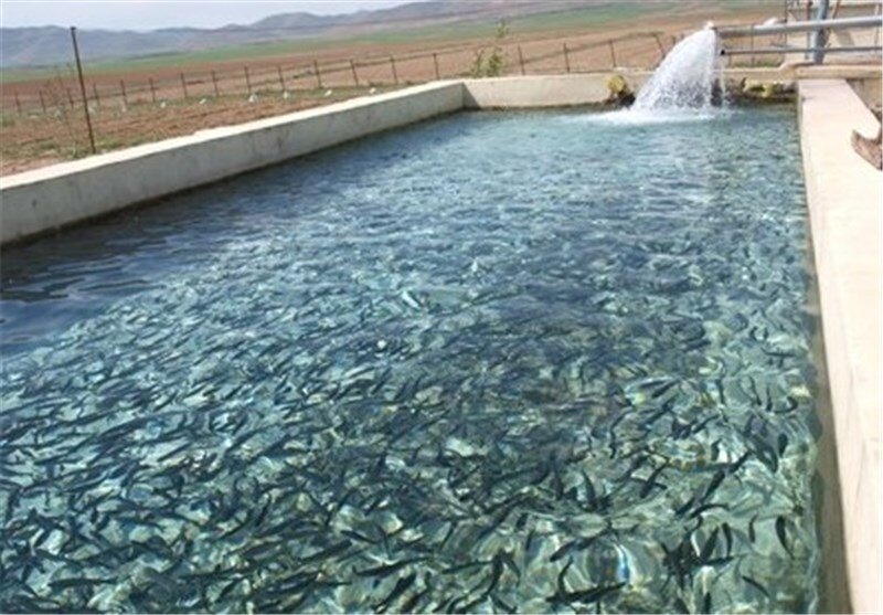 نظارت بهداشتی دامپزشکی بر یک هزار مزرعه پرورش ماهی خوزستان